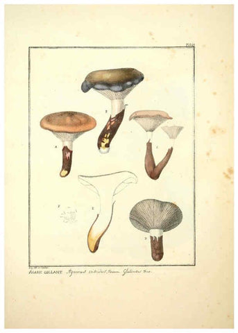 Reproducción/Reproduction 6045863070: Figures des champignons, servant de supplément aux planches de Bulliard Paris :Meilhac,1839-1842