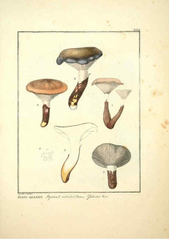 Reproducción/Reproduction 6045863070: Figures des champignons, servant de supplément aux planches de Bulliard Paris :Meilhac,1839-1842