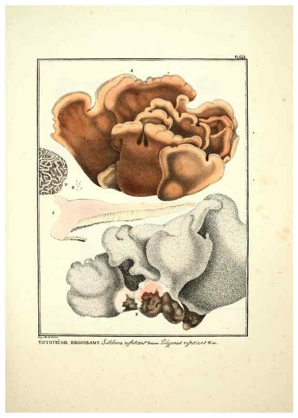 Reproducción/Reproduction 6045863438: Figures des champignons, servant de supplément aux planches de Bulliard Paris :Meilhac,1839-1842