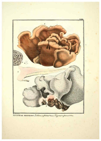 Reproducción/Reproduction 6045863438: Figures des champignons, servant de supplément aux planches de Bulliard Paris :Meilhac,1839-1842