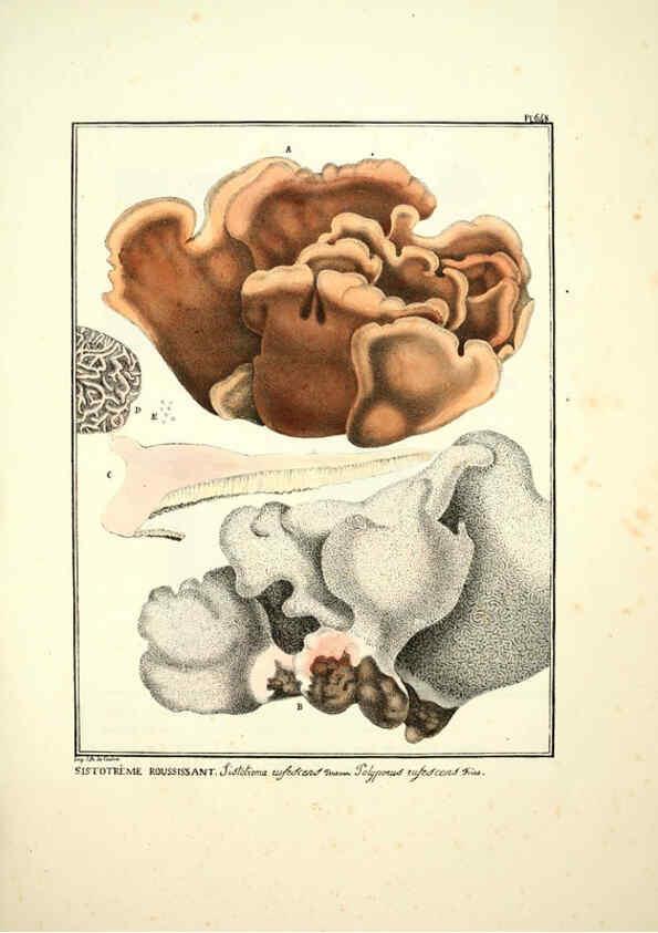 Reproducción/Reproduction 6045863438: Figures des champignons, servant de supplément aux planches de Bulliard Paris :Meilhac,1839-1842