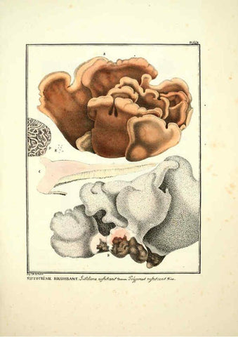 Reproducción/Reproduction 6045863438: Figures des champignons, servant de supplément aux planches de Bulliard Paris :Meilhac,1839-1842