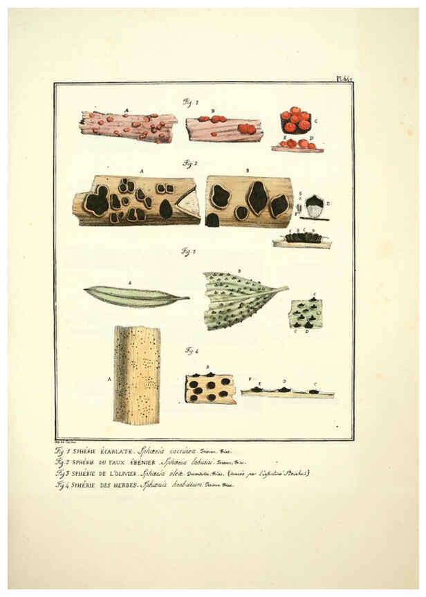 Reproducción/Reproduction 6045863722: Figures des champignons, servant de supplément aux planches de Bulliard Paris :Meilhac,1839-1842