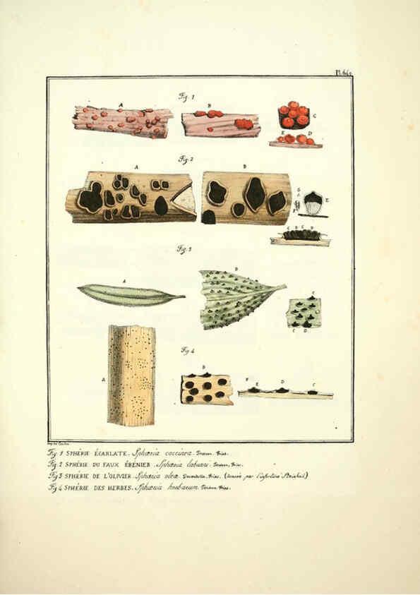 Reproducción/Reproduction 6045863722: Figures des champignons, servant de supplément aux planches de Bulliard Paris :Meilhac,1839-1842