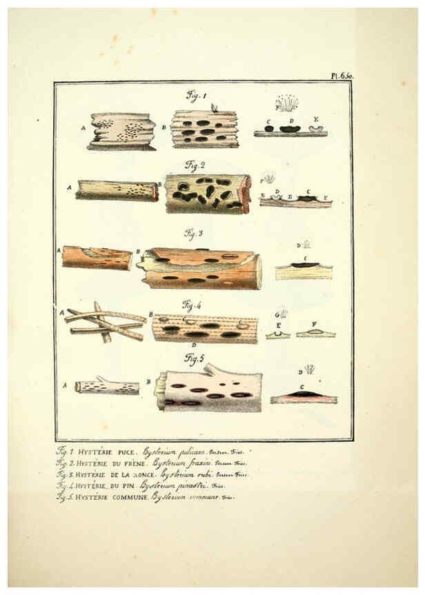 Reproducción/Reproduction 6045313571: Figures des champignons, servant de supplément aux planches de Bulliard Paris :Meilhac,1839-1842