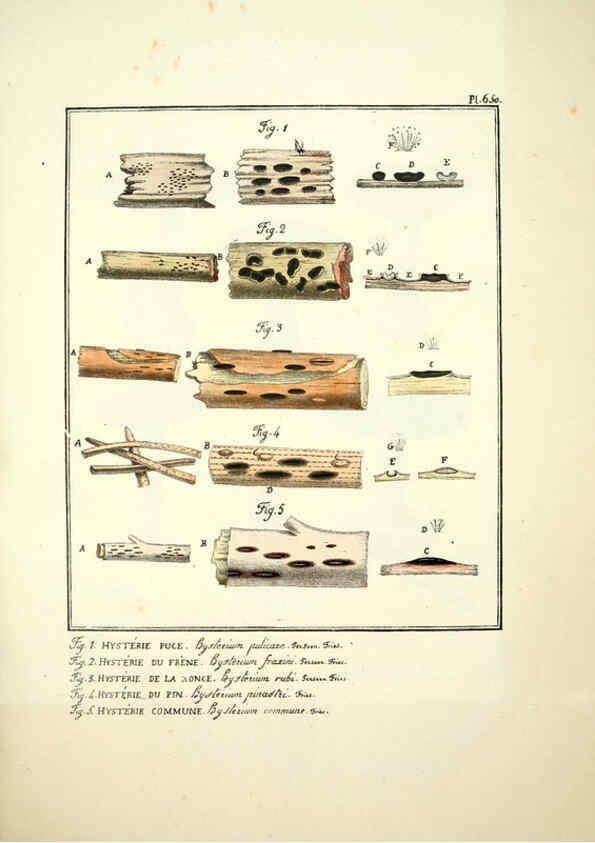 Reproducción/Reproduction 6045313571: Figures des champignons, servant de supplément aux planches de Bulliard Paris :Meilhac,1839-1842