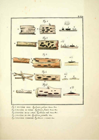 Reproducción/Reproduction 6045313571: Figures des champignons, servant de supplément aux planches de Bulliard Paris :Meilhac,1839-1842