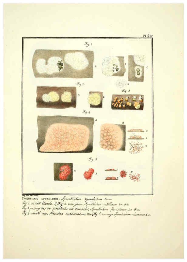 Reproducción/Reproduction 6045309767: Figures des champignons, servant de supplément aux planches de Bulliard Paris :Meilhac,1839-1842