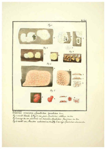 Reproducción/Reproduction 6045309767: Figures des champignons, servant de supplément aux planches de Bulliard Paris :Meilhac,1839-1842