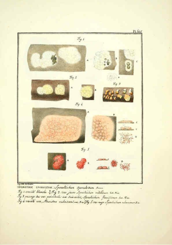 Reproducción/Reproduction 6045309767: Figures des champignons, servant de supplément aux planches de Bulliard Paris :Meilhac,1839-1842