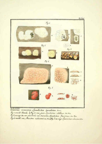 Reproducción/Reproduction 6045309767: Figures des champignons, servant de supplément aux planches de Bulliard Paris :Meilhac,1839-1842