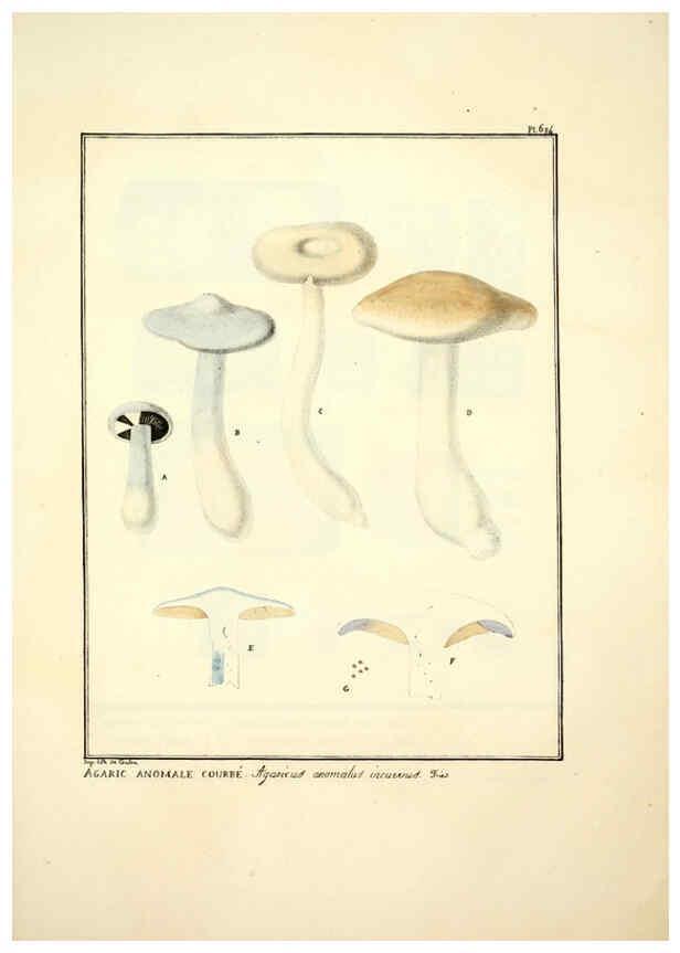 Reproducción/Reproduction 6045309573: Figures des champignons, servant de supplément aux planches de Bulliard Paris :Meilhac,1839-1842