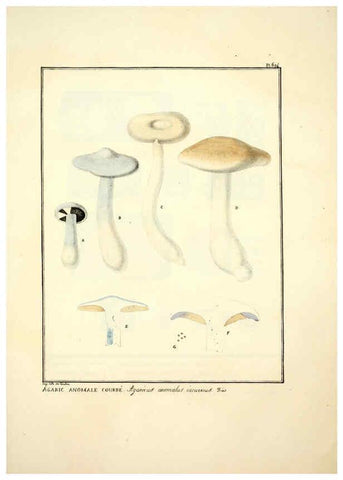Reproducción/Reproduction 6045309573: Figures des champignons, servant de supplément aux planches de Bulliard Paris :Meilhac,1839-1842