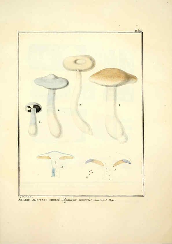 Reproducción/Reproduction 6045309573: Figures des champignons, servant de supplément aux planches de Bulliard Paris :Meilhac,1839-1842
