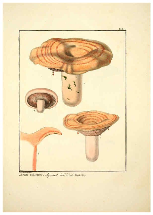 Reproducción/Reproduction 6045309343: Figures des champignons, servant de supplément aux planches de Bulliard Paris :Meilhac,1839-1842