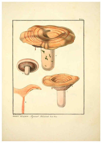 Reproducción/Reproduction 6045309343: Figures des champignons, servant de supplément aux planches de Bulliard Paris :Meilhac,1839-1842