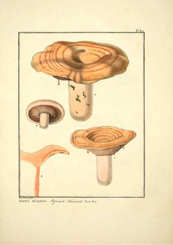 Reproducción/Reproduction 6045309343: Figures des champignons, servant de supplément aux planches de Bulliard Paris :Meilhac,1839-1842
