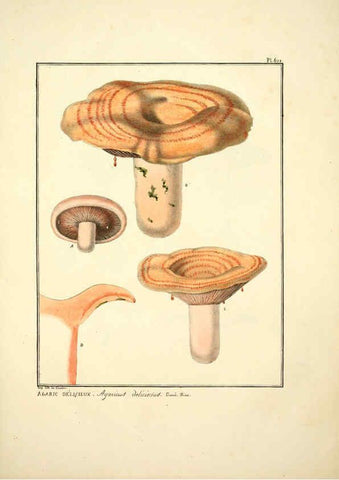 Reproducción/Reproduction 6045309343: Figures des champignons, servant de supplément aux planches de Bulliard Paris :Meilhac,1839-1842