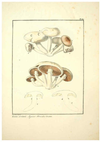 Reproducción/Reproduction 6045308895: Figures des champignons, servant de supplément aux planches de Bulliard Paris :Meilhac,1839-1842