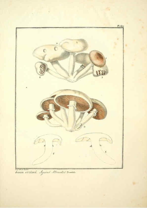 Reproducción/Reproduction 6045308895: Figures des champignons, servant de supplément aux planches de Bulliard Paris :Meilhac,1839-1842