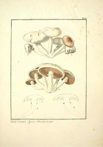 Reproducción/Reproduction 6045308895: Figures des champignons, servant de supplément aux planches de Bulliard Paris :Meilhac,1839-1842