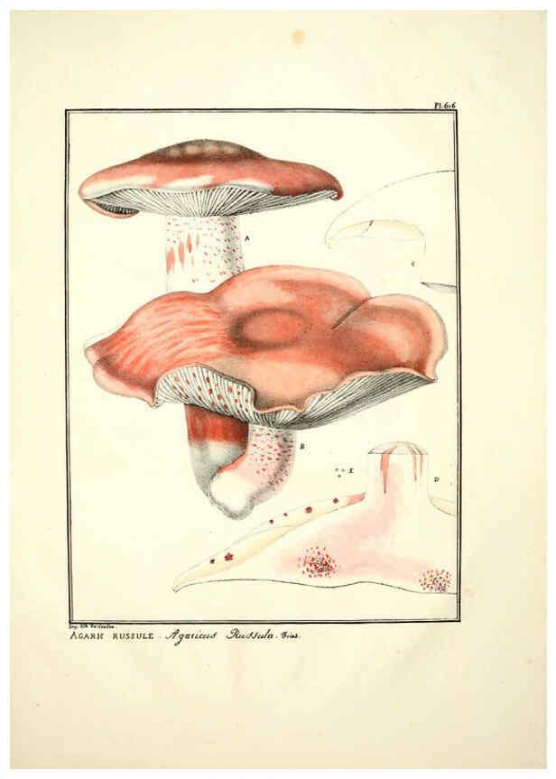 Reproducción/Reproduction 6045855504: Figures des champignons, servant de supplément aux planches de Bulliard Paris :Meilhac,1839-1842