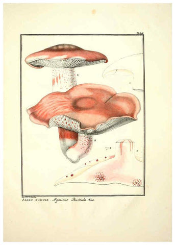 Reproducción/Reproduction 6045855504: Figures des champignons, servant de supplément aux planches de Bulliard Paris :Meilhac,1839-1842