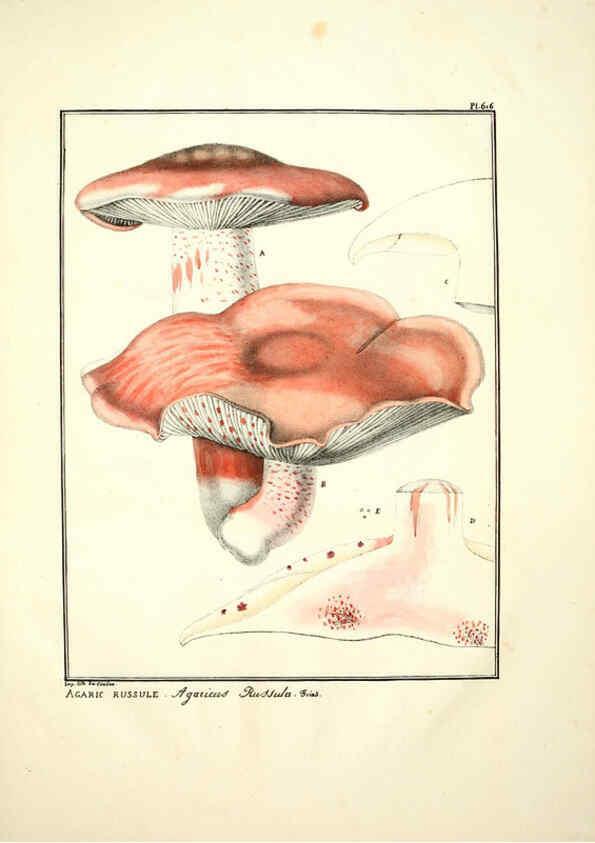 Reproducción/Reproduction 6045855504: Figures des champignons, servant de supplément aux planches de Bulliard Paris :Meilhac,1839-1842