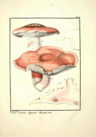 Reproducción/Reproduction 6045855504: Figures des champignons, servant de supplément aux planches de Bulliard Paris :Meilhac,1839-1842