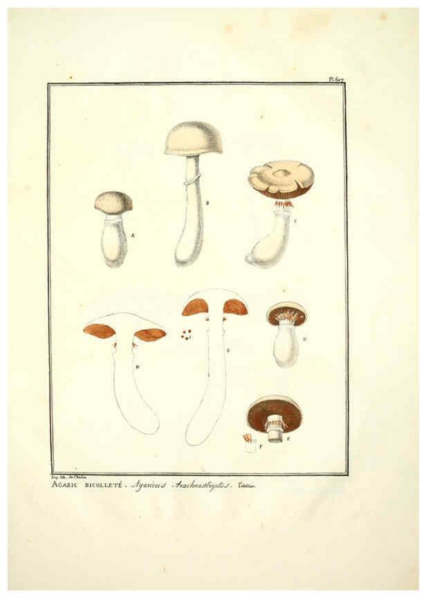 Reproducción/Reproduction 6045305387: Figures des champignons, servant de supplément aux planches de Bulliard Paris :Meilhac,1839-1842