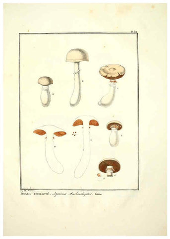 Reproducción/Reproduction 6045305387: Figures des champignons, servant de supplément aux planches de Bulliard Paris :Meilhac,1839-1842