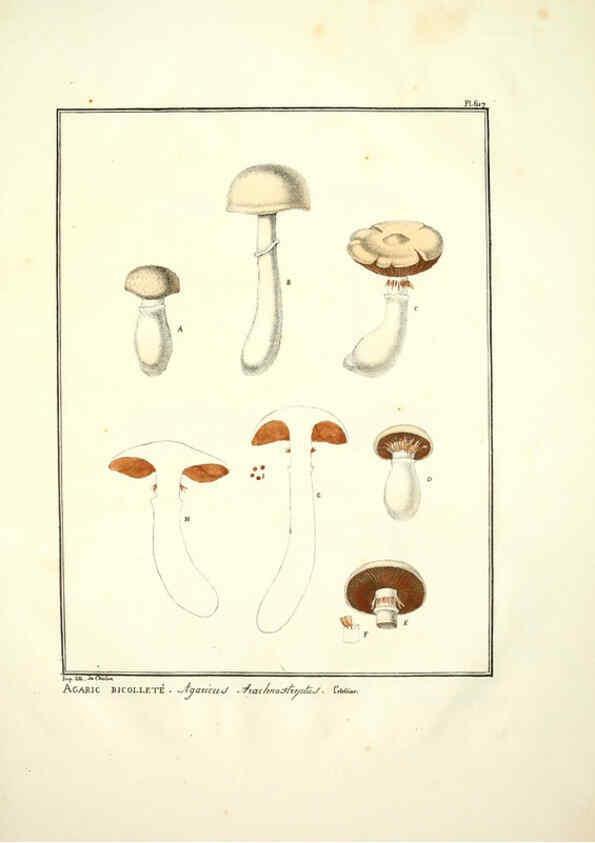 Reproducción/Reproduction 6045305387: Figures des champignons, servant de supplément aux planches de Bulliard Paris :Meilhac,1839-1842