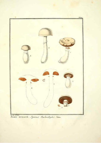 Reproducción/Reproduction 6045305387: Figures des champignons, servant de supplément aux planches de Bulliard Paris :Meilhac,1839-1842