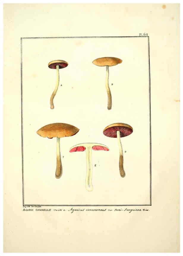 Reproducción/Reproduction 6045856020: Figures des champignons, servant de supplément aux planches de Bulliard Paris :Meilhac,1839-1842