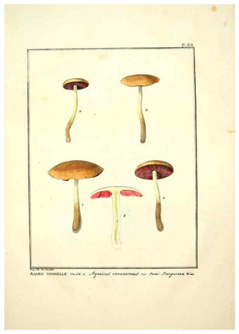 Reproducción/Reproduction 6045856020: Figures des champignons, servant de supplément aux planches de Bulliard Paris :Meilhac,1839-1842