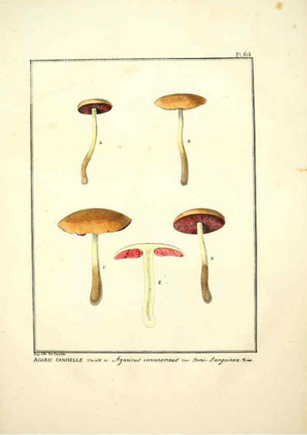 Reproducción/Reproduction 6045856020: Figures des champignons, servant de supplément aux planches de Bulliard Paris :Meilhac,1839-1842