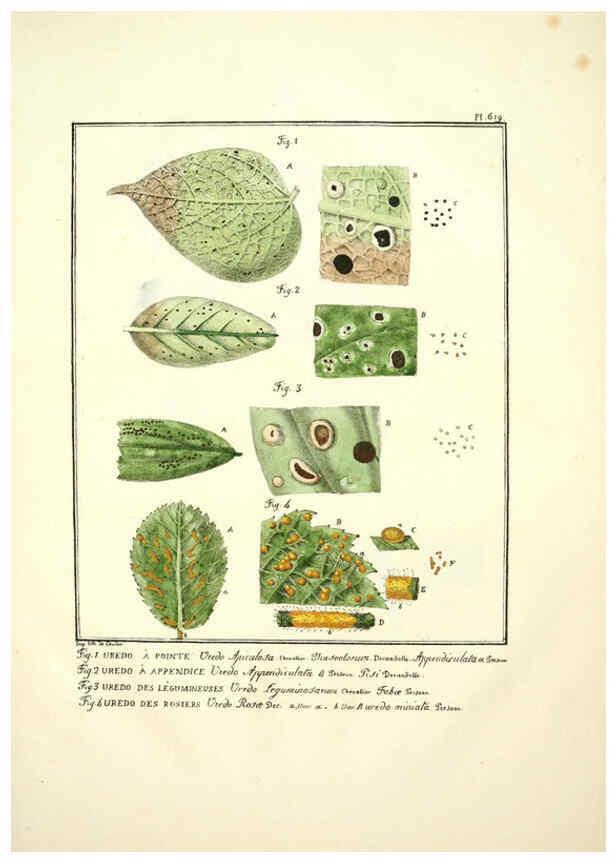 Reproducción/Reproduction 6045305879: Figures des champignons, servant de supplément aux planches de Bulliard Paris :Meilhac,1839-1842