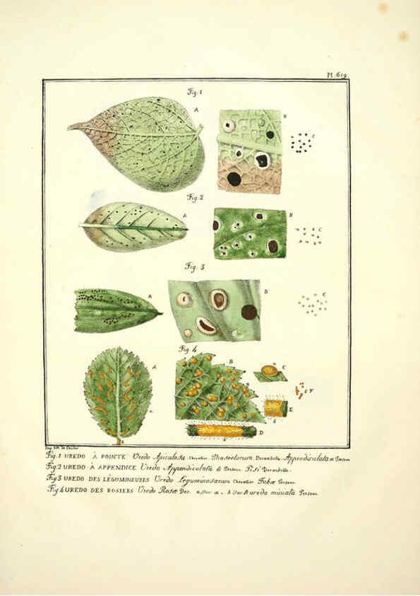 Reproducción/Reproduction 6045305879: Figures des champignons, servant de supplément aux planches de Bulliard Paris :Meilhac,1839-1842