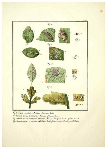 Reproducción/Reproduction 6045306101: Figures des champignons, servant de supplément aux planches de Bulliard Paris :Meilhac,1839-1842