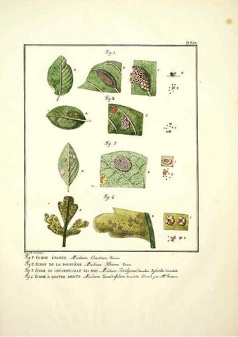 Reproducción/Reproduction 6045306101: Figures des champignons, servant de supplément aux planches de Bulliard Paris :Meilhac,1839-1842