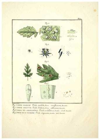 Reproducción/Reproduction 6045856656: Figures des champignons, servant de supplément aux planches de Bulliard Paris :Meilhac,1839-1842