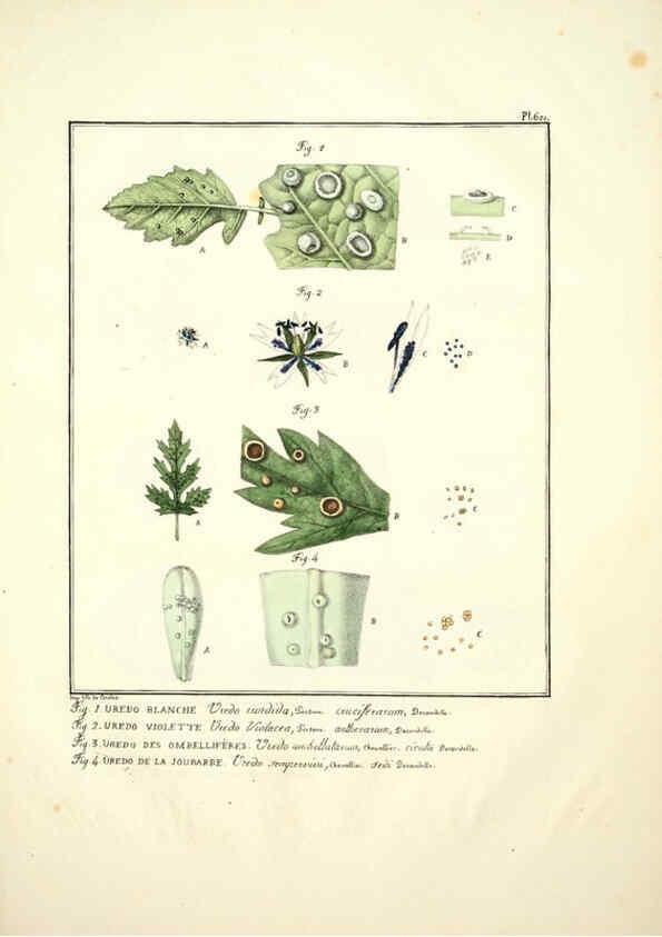 Reproducción/Reproduction 6045856656: Figures des champignons, servant de supplément aux planches de Bulliard Paris :Meilhac,1839-1842