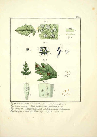 Reproducción/Reproduction 6045856656: Figures des champignons, servant de supplément aux planches de Bulliard Paris :Meilhac,1839-1842