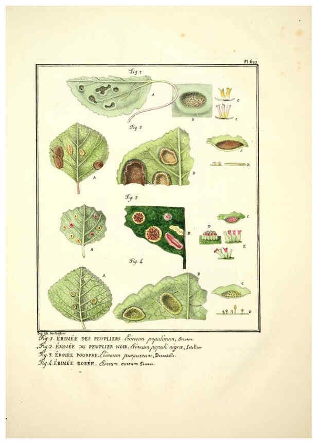 Reproducción/Reproduction 6045306521: Figures des champignons, servant de supplément aux planches de Bulliard Paris :Meilhac,1839-1842