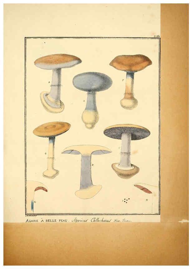 Reproducción/Reproduction 6045314111: Figures des champignons, servant de supplément aux planches de Bulliard Paris :Meilhac,1839-1842