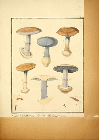 Reproducción/Reproduction 6045314111: Figures des champignons, servant de supplément aux planches de Bulliard Paris :Meilhac,1839-1842