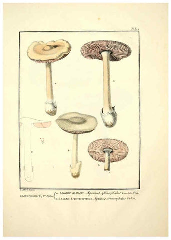 Reproducción/Reproduction 6045306823: Figures des champignons, servant de supplément aux planches de Bulliard Paris :Meilhac,1839-1842