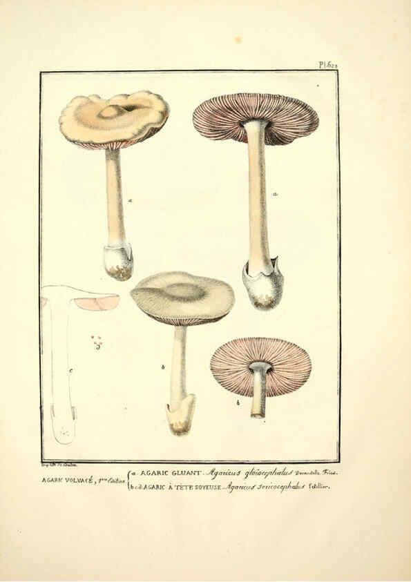Reproducción/Reproduction 6045306823: Figures des champignons, servant de supplément aux planches de Bulliard Paris :Meilhac,1839-1842