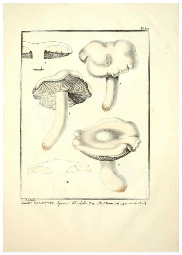 Reproducción/Reproduction 6045307381: Figures des champignons, servant de supplément aux planches de Bulliard Paris :Meilhac,1839-1842
