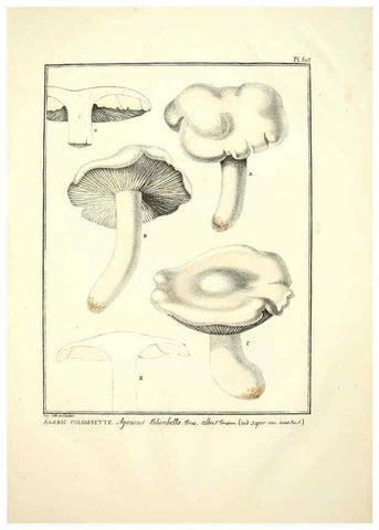 Reproducción/Reproduction 6045307381: Figures des champignons, servant de supplément aux planches de Bulliard Paris :Meilhac,1839-1842
